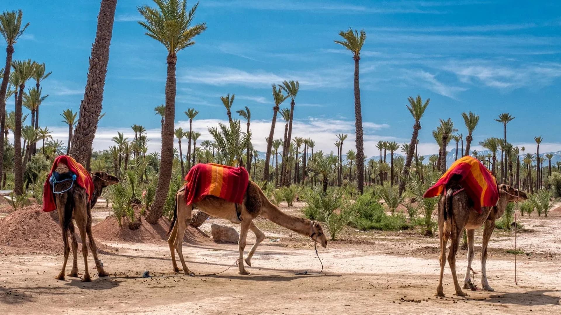 Palmeraie Camel Ride